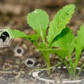 nanotechnology in farming